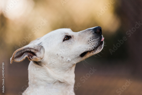 mixed breed dog