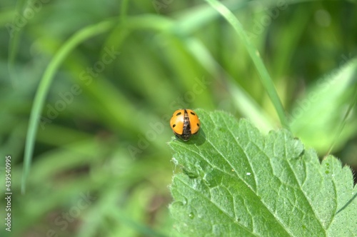 Ladybug On Leaf
