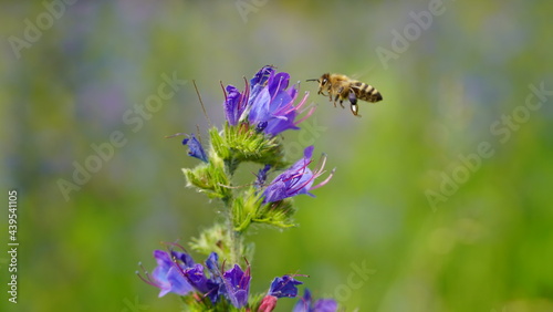 Bonn Germany June 2021 Meadow sage with bee in front of green meadow in sunshine