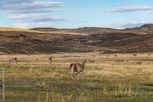 Scenes of wild animals and snow-capped mountains  natural scenery of South America  Torres del Paine National Park  Chile.