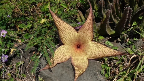 Stapelia gigantea is a species of flowering plant in the genus Stapelia of the family Apocynaceae. Zulu giant, carrion plant and toad plant. Kaena ponit trail, Oahu, Hawaii photo