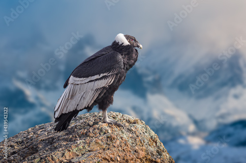 Andean condor (Vultur gryphus) perched on a rock photo