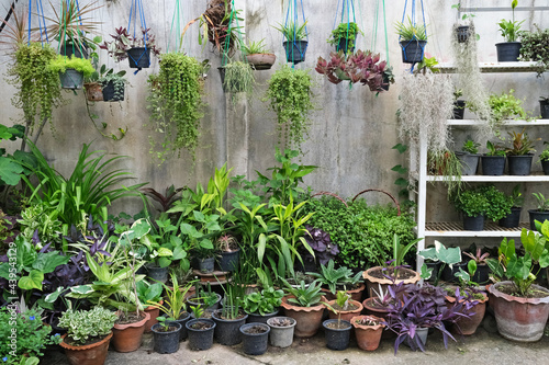 otted plants in indoor garden photo