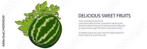 Sweet berry watermelon banner , fruit isolated on white background, vector illustration