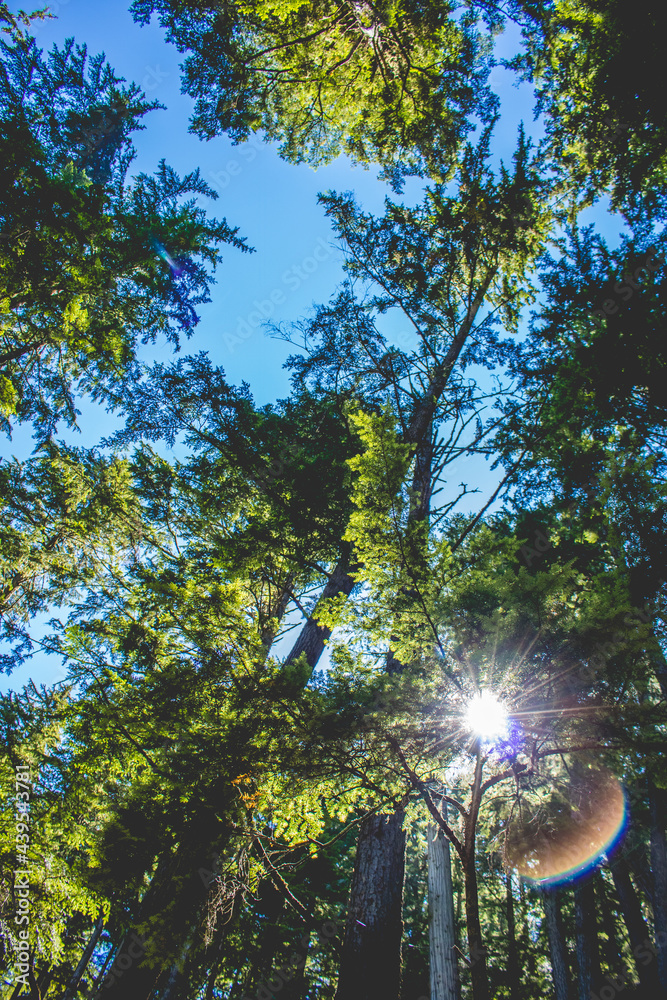 Obraz premium Forest