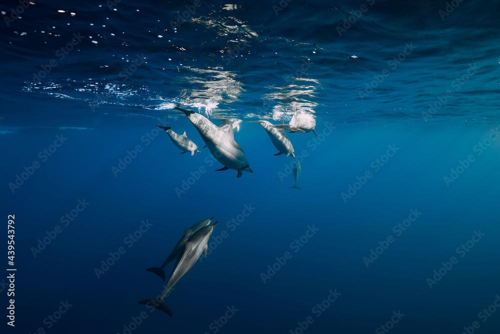 Fototapeta premium Spinner dolphins underwater in blue ocean. Dolphins dive in ocean