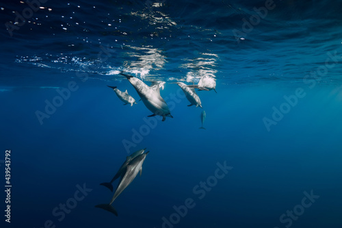 Spinner dolphins underwater in blue ocean. Dolphins dive in ocean