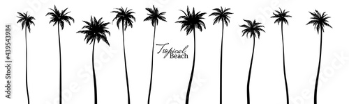Set of black silhouettes of palm trees. Vector illustration