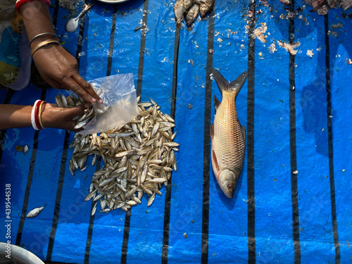 Fisherman selling fishes in a local market photo