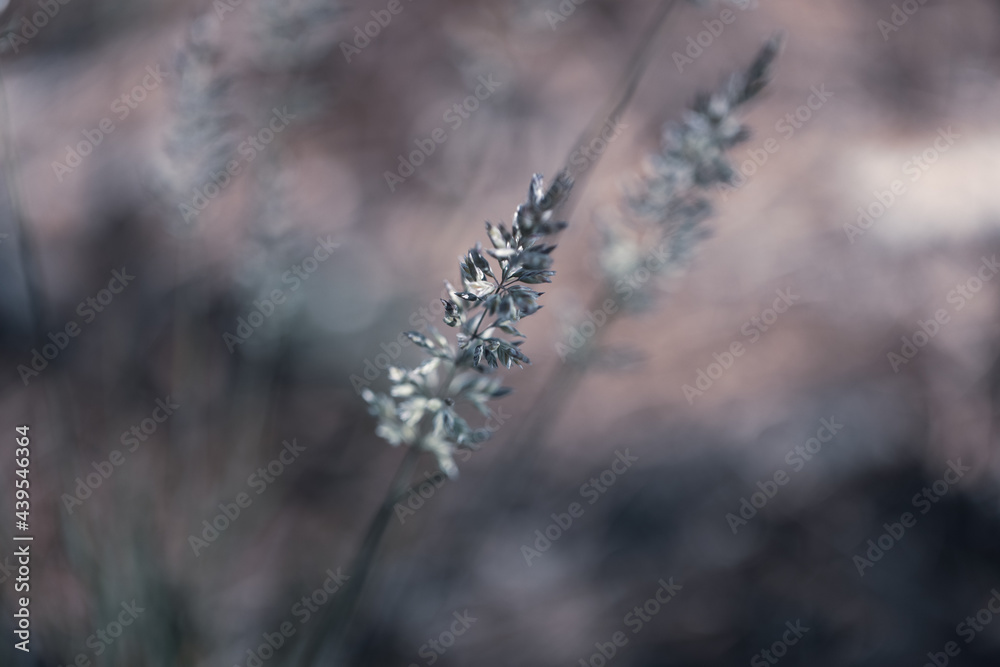 Obraz premium Macro images of wild wheat-like growth against a blurred background 