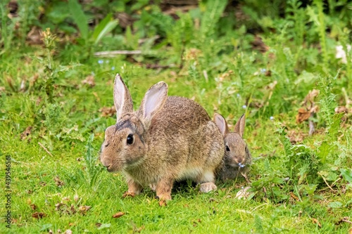 rabbits in the grass © Chris