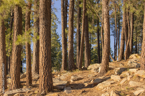 trees growing on a rocky hillside, trunks lit by the rays of the sun in a forest in Payson, Arizona. The trees provide shade as the shadows dance