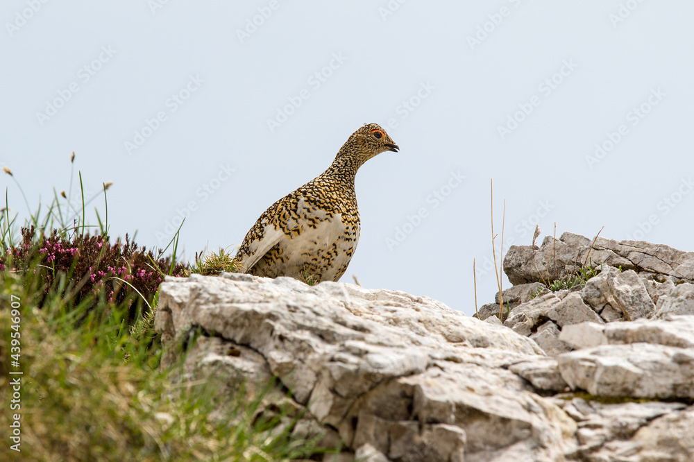 Rock ptarmigan (Lagopus muta) is a medium-sized game bird in the grouse family. Rock ptarmigan (Lagopus muta) is a medium-sized game bird in the grouse family.