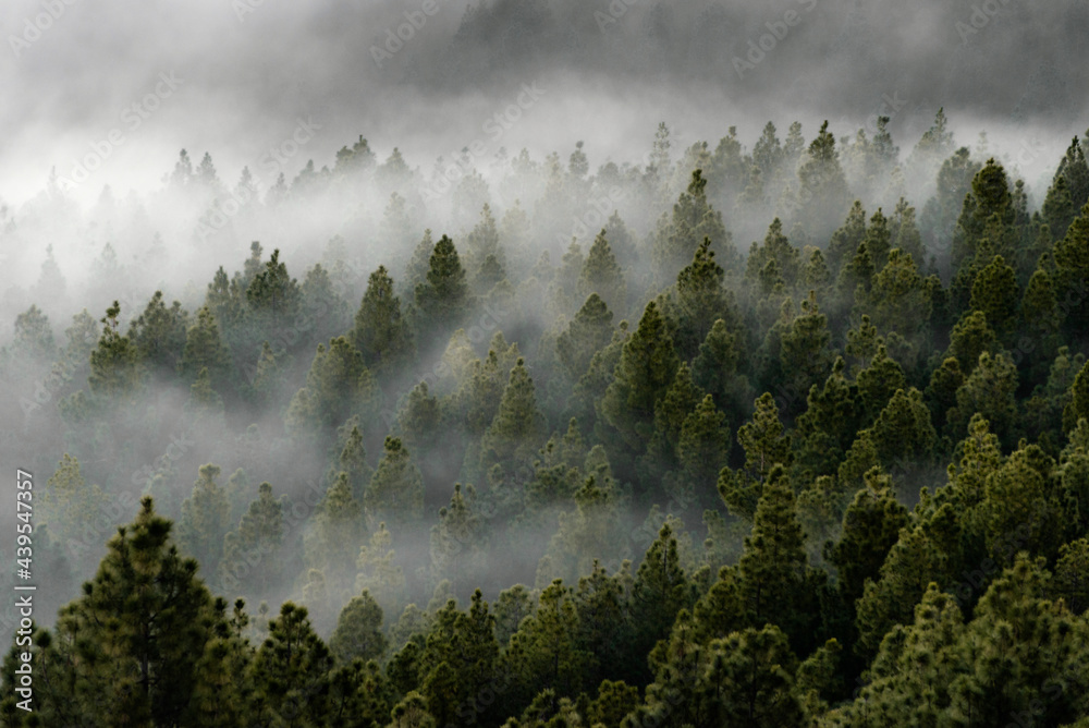 Pine landscape with fog.