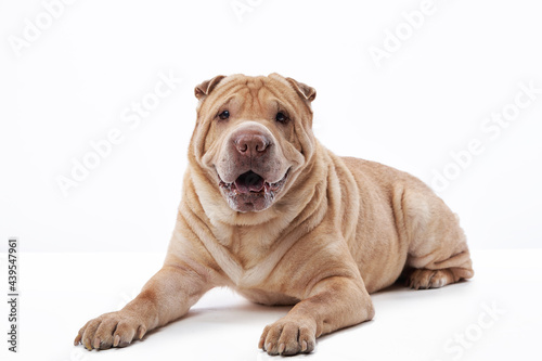 Shar Pei on white background. red dog lying photo