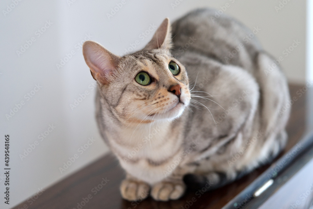 silver-spotted-bengal-cat
