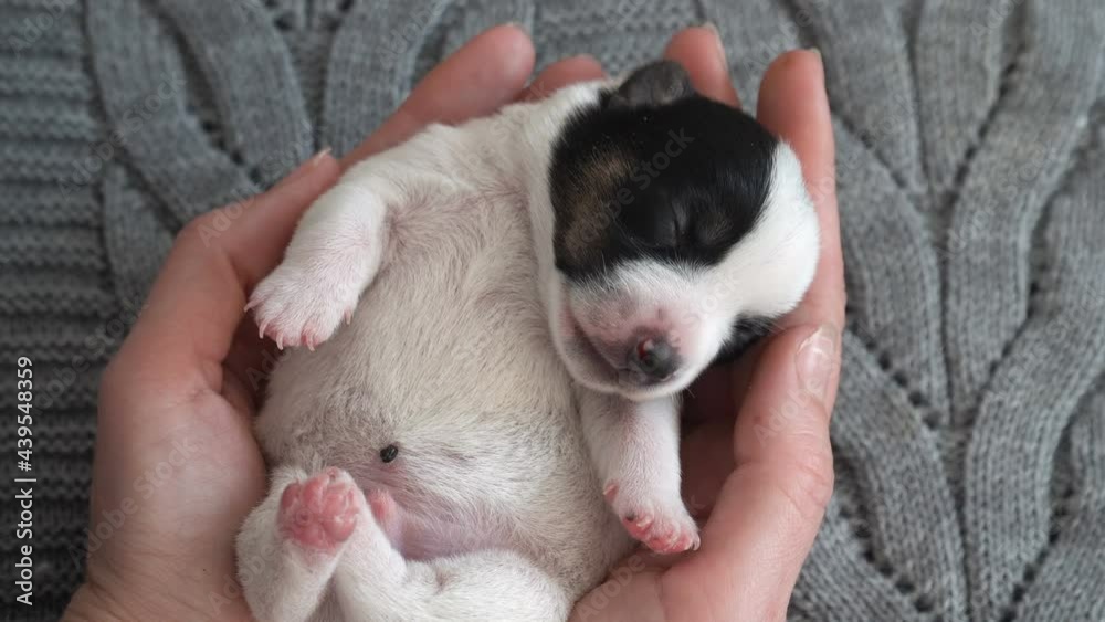Puppy sleeping in the owners hands Puppy sleeping in the owners hands