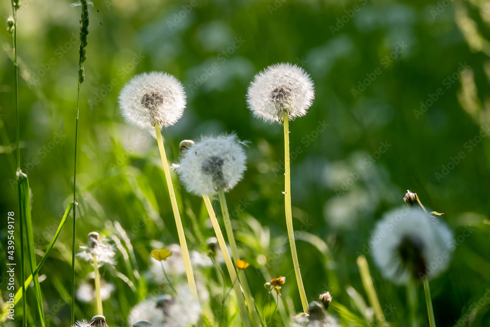 Selective focus photo. Fluffs of dandelion flowers. Selective focus photo. Fluffs of dandelion flowers.