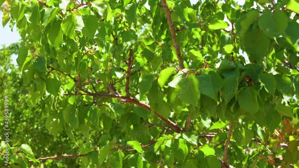 Green spring or summer fruit orchard with growing trees and shrubs. Farm in Turkey, Cappadocia Green spring or summer fruit orchard with growing trees and shrubs. Farm in Turkey, Cappadocia