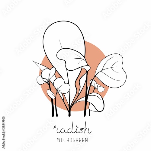 Radish sprouts on circle background Microgreen sketch vector illustration. Green for home gardening.
