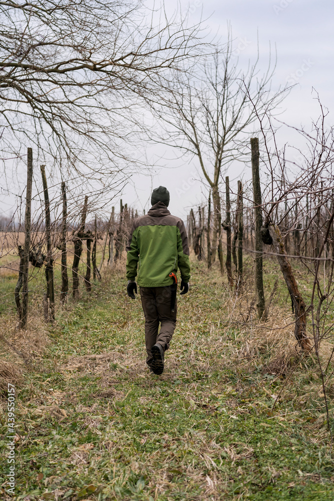 A farmer walking in the Vineyard in Winter