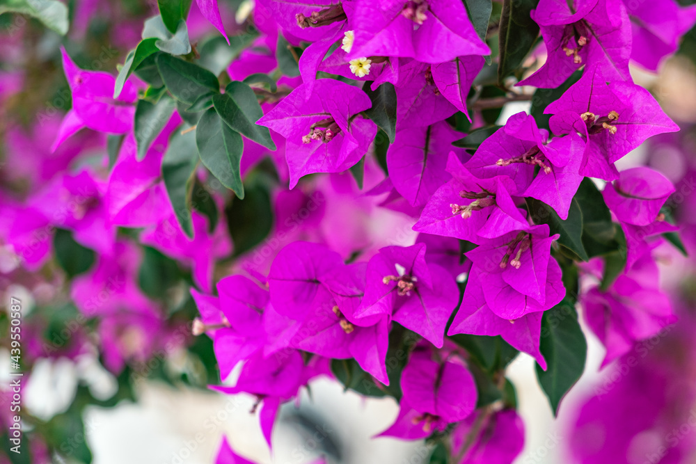 Bougainvillea spectabilis branch on white walls and stair atrium background, holiday hot summer day concept