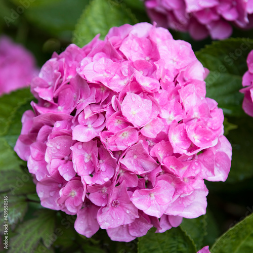 Hortensie  rosa  Garten