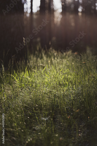 Grass in the evening light  sunset in forest