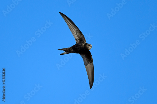 Common swift // Mauersegler (Apus apus) © bennytrapp