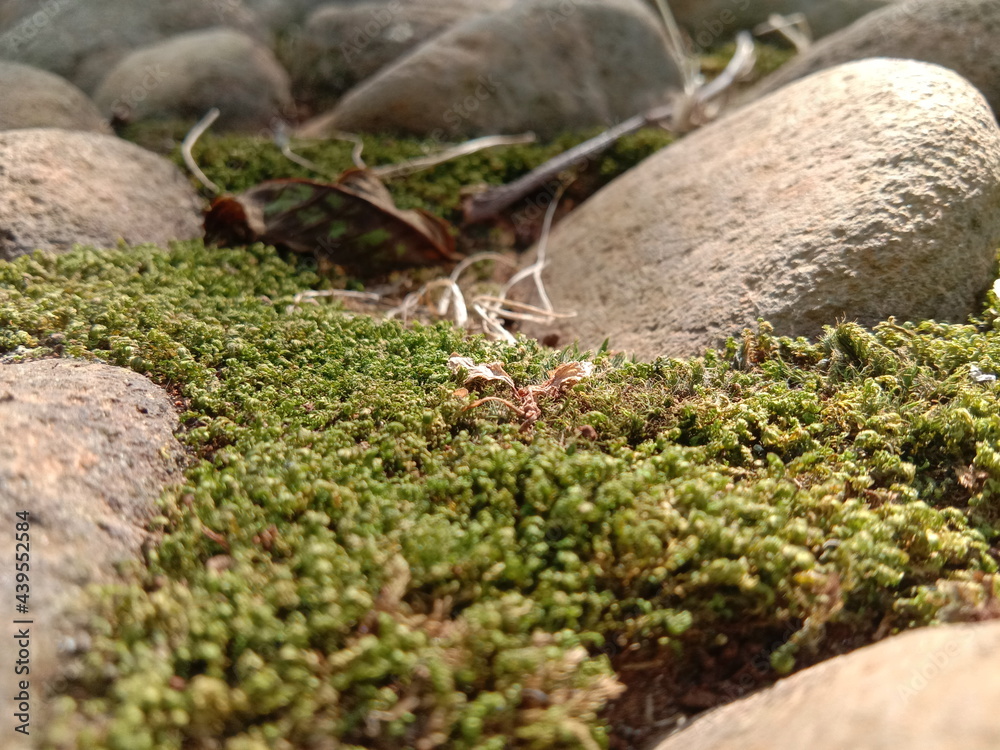 moss on stone moss on stone