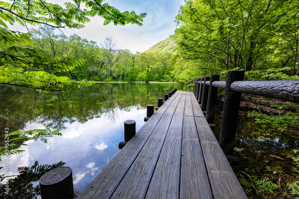 Naklejka premium 日本 船形山のブナ新緑の鈴沼桟橋 ルリ沼