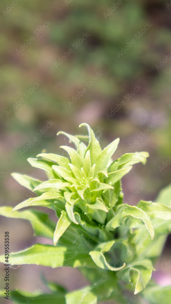 Beautiful wildflowers and wild herbs on a green meadow. Warm and sunny summer day. Meadow flowers. Wild summer flowers field. Summer landscape background with beautiful flowers.