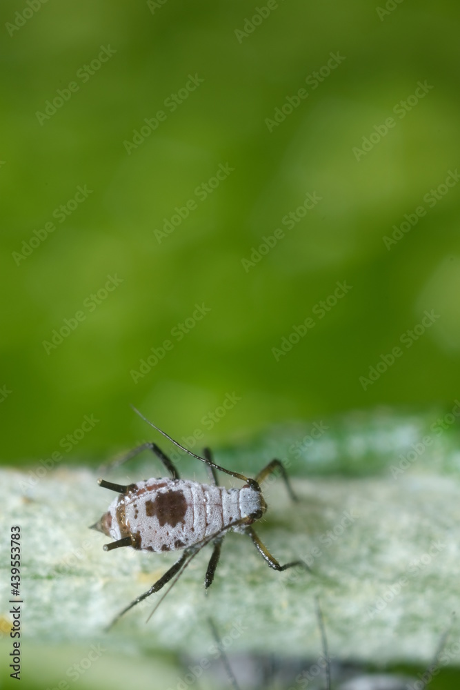 Parasites on the stem of a Mediterranean plant leaf.Gray aphids attack plants and suck their sap. Italy. Parasites on the stem of a Mediterranean plant leaf.Gray aphids attack plants and suck their sap. Italy.