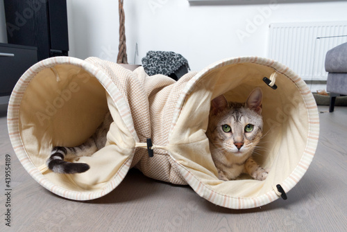 Funny Bengal silver spotted cat plays in the tunnel at home close up green eyes photo