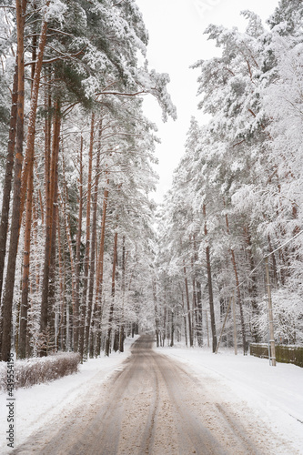 Snowy Road In The Forest photo