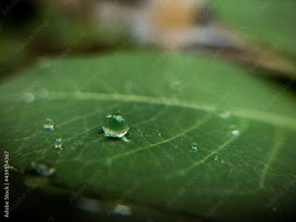 Water droplets on green leaf