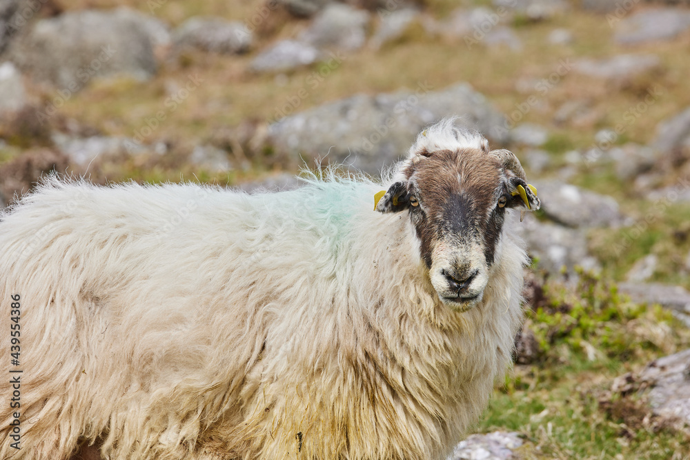Obraz premium closed portrait of a horned overhail, on a mountain. outdoors.