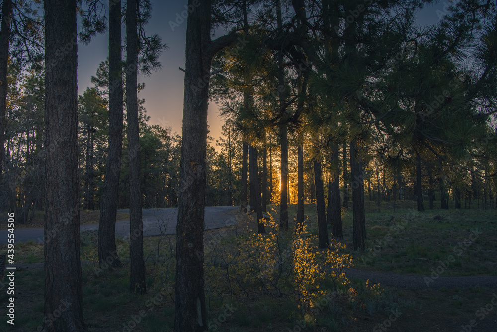 Obraz premium The morning sun is rising and shining through the trees in the forest. The glowing yellow shine lights the forest floor and the new growth in this northern Arizona lush forest
