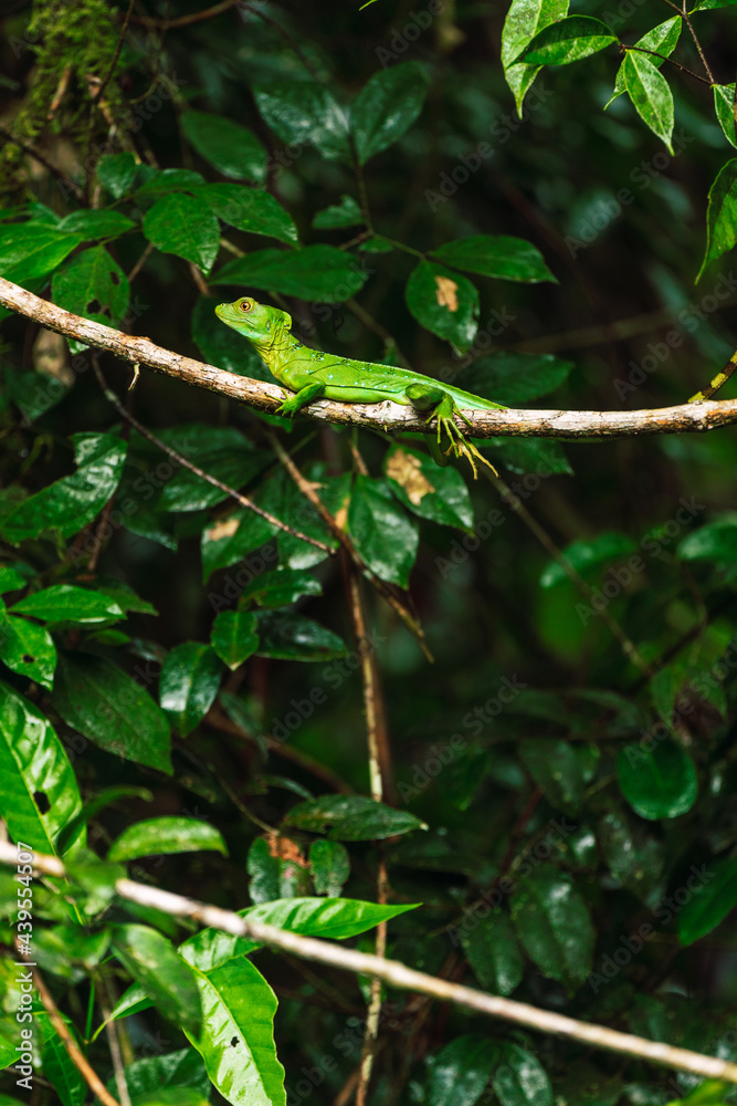Beautiful Lizard in Rain Forest Beautiful Lizard in Rain Forest