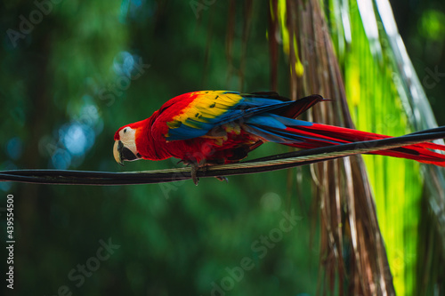 Colorful Macaw in Tropical Forest