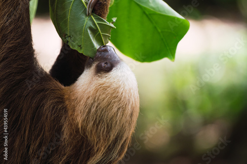 Cute Sloth in Tree Branch photo