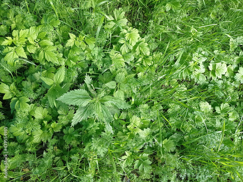 Photography Dense greenery, grass and nettle, top view, detailed background
