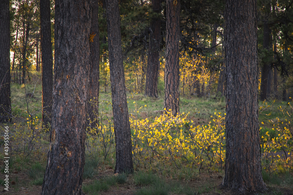 As the sunrises a yellow glow lights the forest floor's low lying growth in this forest in northern Arizona As the sunrises a yellow glow lights the forest floor's low lying growth in this forest in northern Arizona