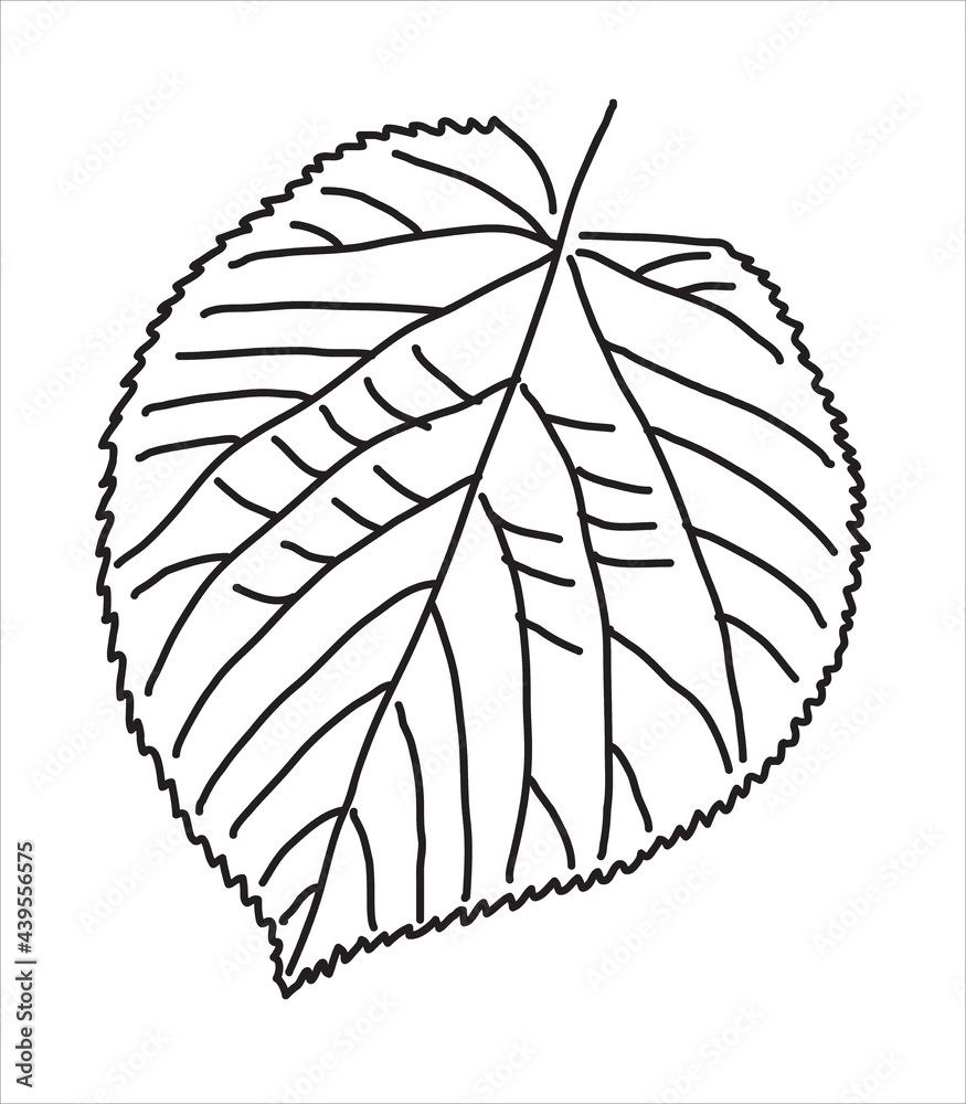 Linden leaf in the doodle style. Hand-drawn autumn silhouette. 
Botanical vector illustration