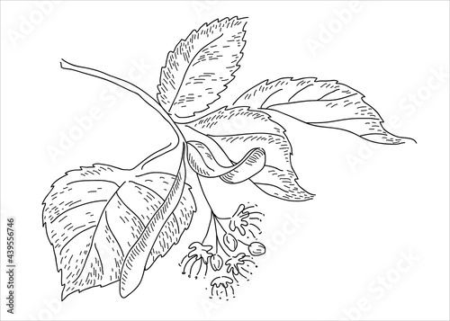 Linden leaf in the doodle style. Hand-drawn autumn silhouette. 
Botanical vector illustration