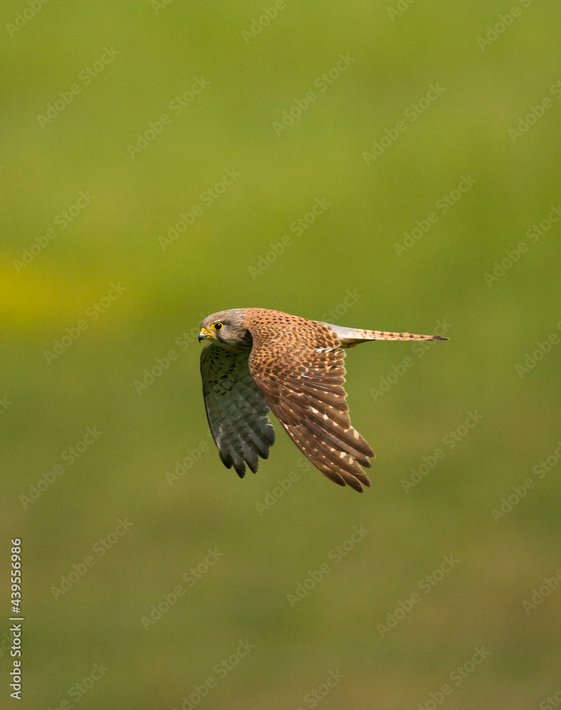 Fototapeta premium Torenvalk, Common Kestrel, Falco tinnunculus