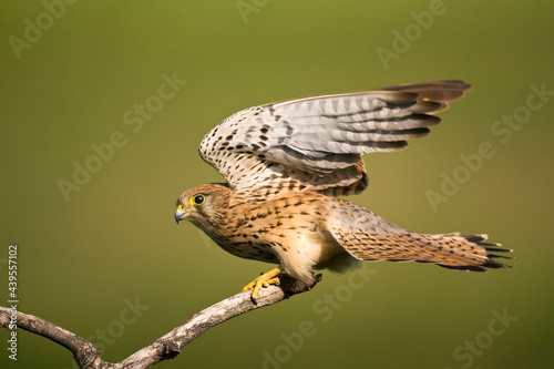 Bild auf Leinwand Torenvalk, Common Kestrel, Falco tinnunculus