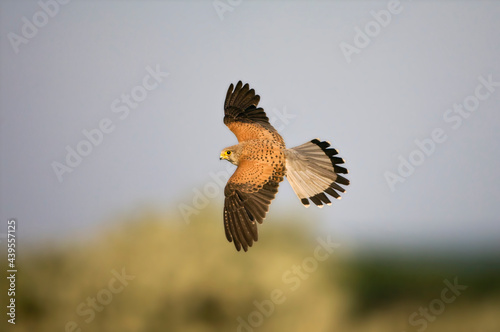 Torenvalk, Common Kestrel, Falco tinnunculus photo