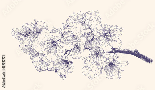 Cherry flowers. Blooming plum tree branch. Hand-drawn sketch. Vector illustration 