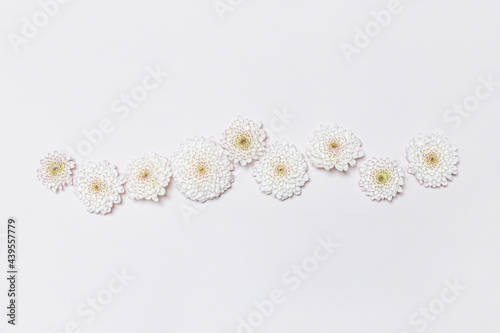 Beheaded chrysanthemum blossoms on pale pink background photo